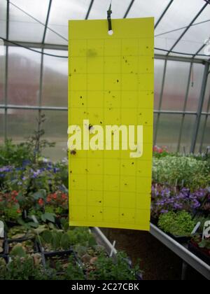 Piège en papier volant jaune collant pour insectes accrochés au toit d'une serre. Banque D'Images