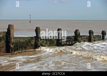 Brise-lames en bois (groyne) recouvert d'algues brunes sur une plage de sable avec une mer calme qui se laque contre la rive. Corde bleue et jaune sur le brise-lames. Banque D'Images