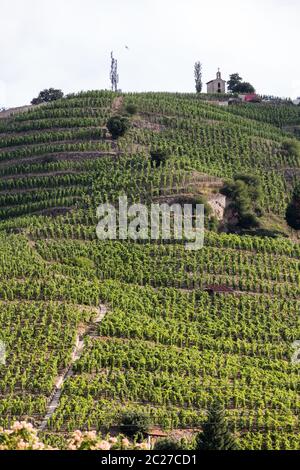 Vue sur le vignoble de Crozes-Hermitage M. Chapoutier à Tain l'Hermitage, vallée du Rhône, France Banque D'Images