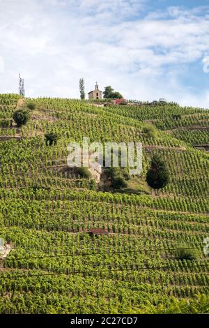 Vue sur le vignoble de Crozes-Hermitage M. Chapoutier à Tain l'Hermitage, vallée du Rhône, France Banque D'Images