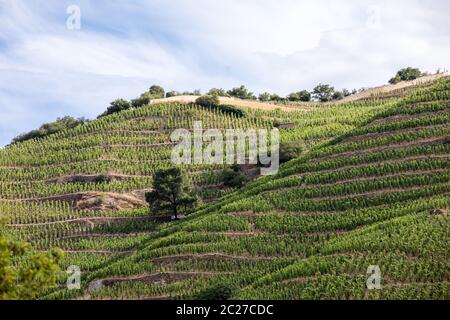 Vue sur le vignoble de Crozes-Hermitage M. Chapoutier à Tain l'Hermitage, vallée du Rhône, France Banque D'Images