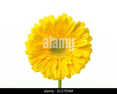 Gerbera Jaune parfait capitule avec gouttes d'eau sur les pétales isolé sur fond blanc. Banque D'Images