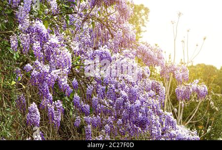 floraison de wisteria au printemps Banque D'Images