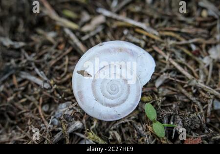 vider la coquille d'escargot dans la prairie Banque D'Images