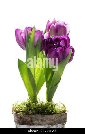 Tulipes pourpres dans un pot isolé sur fond blanc. Banque D'Images