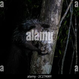 Portrait nocturne de Daubentonia madagascariensis aka Aye-Aye lemur, région d'Atsinanana, Madagascar Banque D'Images