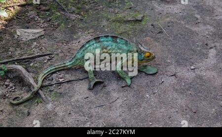 Portrait du caméléon de Parson alias Calumma parsonii dans le Parc national d'Andasibe-Mantadia, Madagascar Banque D'Images