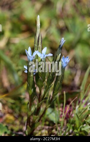 Vue rapprochée de la gentiane Gentiana nivalis Banque D'Images