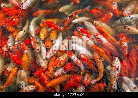 Poisson de carpe coloré fantaisie, poisson de Koi nager à l'étang, beaucoup de poissons de Koi beau, se nourrir Banque D'Images