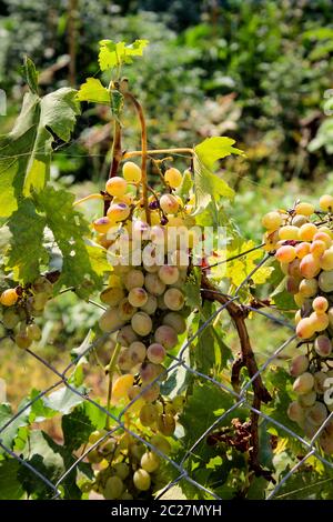 râteau à vin blanc sur une plante de vigne Banque D'Images