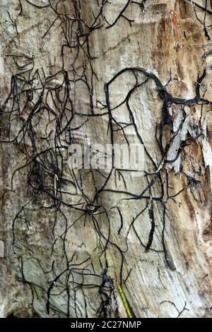 Le miel (champignon Armillaria mellea probablement sp.) noir embouts de rhizomorphes et montrant un mycélium blanc où l'écorce d'un arbre mort est tombé. Banque D'Images