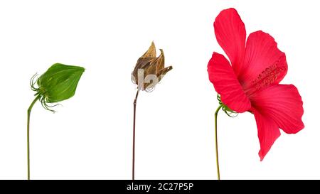 Brown à sec des graines HIBISCUS hibiscus en fleurs, Bud et unblown isolé sur fond blanc, Close up Banque D'Images