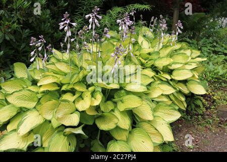 Lis Plantain (Hosta) croissant dans l'ombre partielle avec fleurs lilas pâle et jaune vert avec des feuilles de fougères et d'arbustes avec des marges dans l'arrière-plan. Banque D'Images