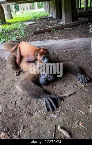 Mère et bébé Woolly Monkey (Lagothrix) à l'île Monkey près d'Iquitos dans l'Amazonie péruvienne Banque D'Images