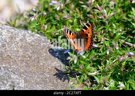 Petit tortoiseshell au printemps dans un jardin Banque D'Images