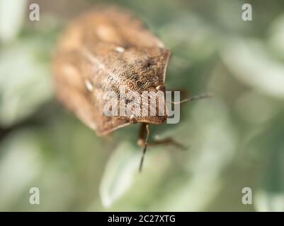 Tortue de macro shot Shield Bug. Banque D'Images