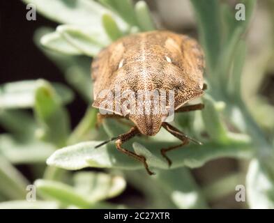 Tortue de macro shot Shield Bug. Banque D'Images