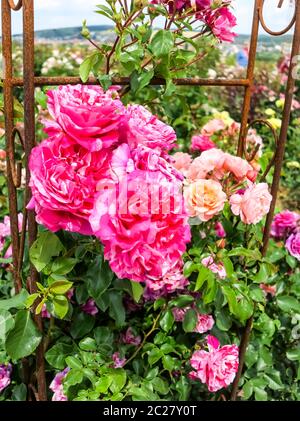 Grand arbuste rosier grimpant rose dans un jardin de roses Banque D'Images