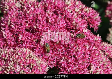 Orpin rose vif ou usine à glace, Hylotelephium ou Sedum, en pleine floraison avec un fond vert et deux abeilles, Apis mellifera. Banque D'Images