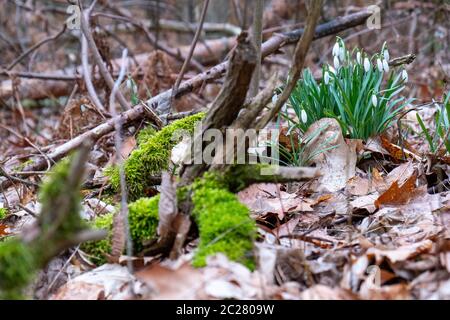 Flocons de neige dans la forêt entre la mousse, les feuilles et les branches cassées. Banque D'Images