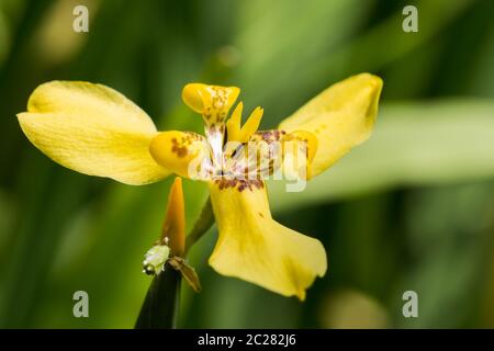 Orchidée jaune Banque D'Images