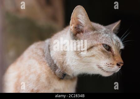 Chat errant Banque D'Images