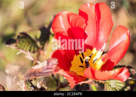 Tulip Banque D'Images