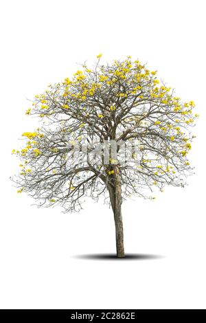 arbre doré, tabebuia isolé sur fond blanc Banque D'Images