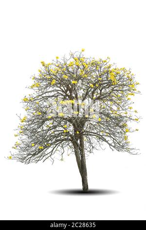 arbre doré, tabebuia isolé sur fond blanc Banque D'Images