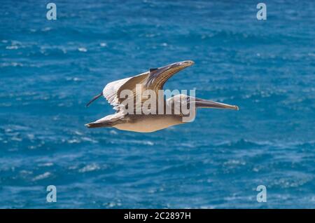 Grand gosier (pélican brun), oiseau typique de la Guadeloupe, de voler au-dessus de mer Banque D'Images