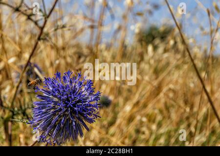 Violet Echinops bannaticus fleur avec l'abeille sur gros plan sur fond jaune sec herbe Banque D'Images