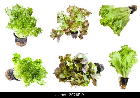 Les laitues diverses feuilles (salade) en pot isolé sur fond blanc Banque D'Images