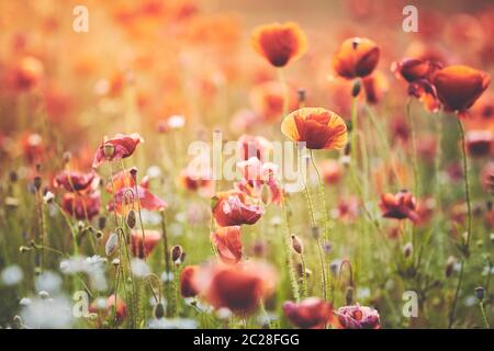 Champ de fleurs de pavot au coucher du soleil, mise au point sélective, couleurs appliquées. Banque D'Images