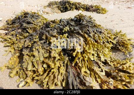 Des piles d'bladderrack sur une plage de Jersey, Channel Islands à marée basse Banque D'Images