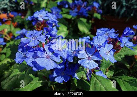 Plumbago chinois Banque D'Images