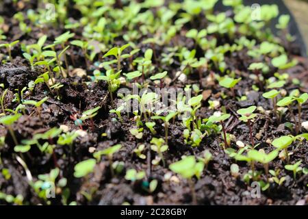 Des feuilles de laitue mélangées éclatants du sol au printemps Banque D'Images