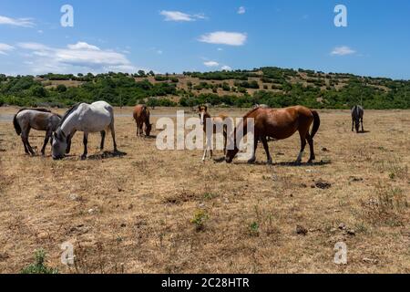 Chevaux sauvages de Cap Emine. La côte bulgare de la mer Noire. Banque D'Images