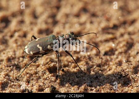 Le duneau coléoptère Cicindela hybrida vom Saugfergbuckel à Walldorf Banque D'Images