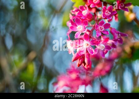 Baie de Johannes de sang Banque D'Images