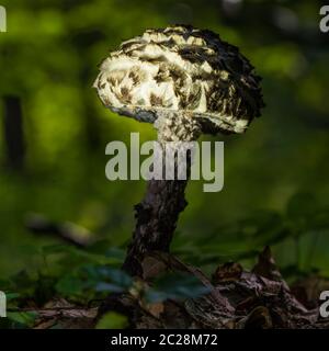 Strombilomyces strobilaceus ou vieil homme des bois Banque D'Images