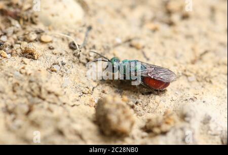 Une minuscule guêpe à queue rubis, Chrysididae, qui repose sur le sol au bord des bois au Royaume-Uni. Banque D'Images