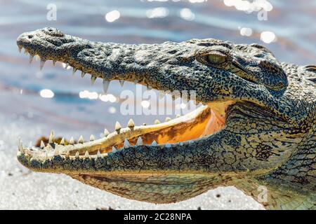 Gros plan du crocodile du Nil au repos avec bouche ouverte montrant les dents dans la rivière Chobe, au Botswana safari wildlife Banque D'Images