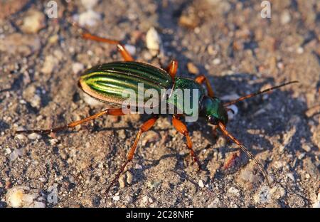 Coléoptère doré ou orfèvre Carabus auratus Banque D'Images