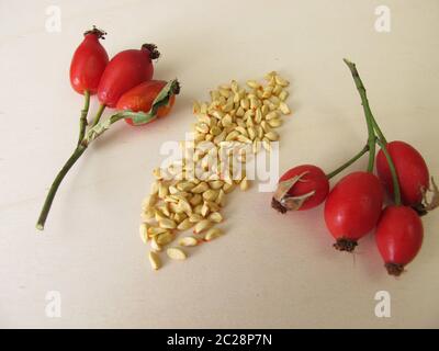 Graines de rosehip - grains de la rose sauvage de chien de fruit Banque D'Images