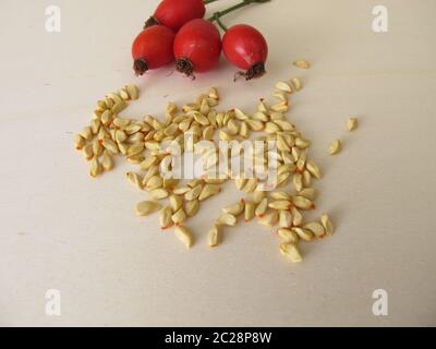 Graines de rosehip - grains de la rose sauvage de chien de fruit Banque D'Images