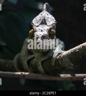 Portrait du caméléon de Parson alias Calumma parsonii dans le Parc national d'Andasibe-Mantadia, Madagascar Banque D'Images