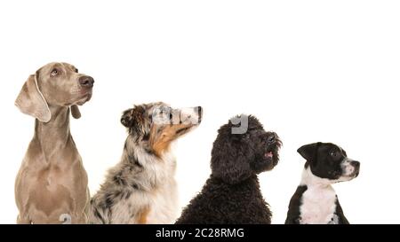 Portraits de différentes races de chiens dans une rangée, de petite à grande, tous les regardant isolés sur un fond blanc Banque D'Images