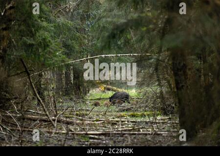 Sanglier avec porcelets dans la forêt Banque D'Images