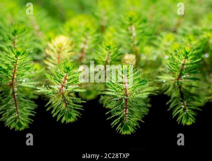 Beaucoup de plantes de Myriophylle dans un étang Banque D'Images