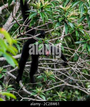 Homme singe balançant sur la branche d'arbre en montagnes Kanuku,Guyana Rupununi, Banque D'Images